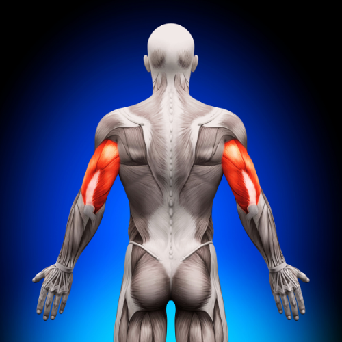 The Four Tricep Exercises You NEED to Be Doing for Massive Gains (No, Seriously!)